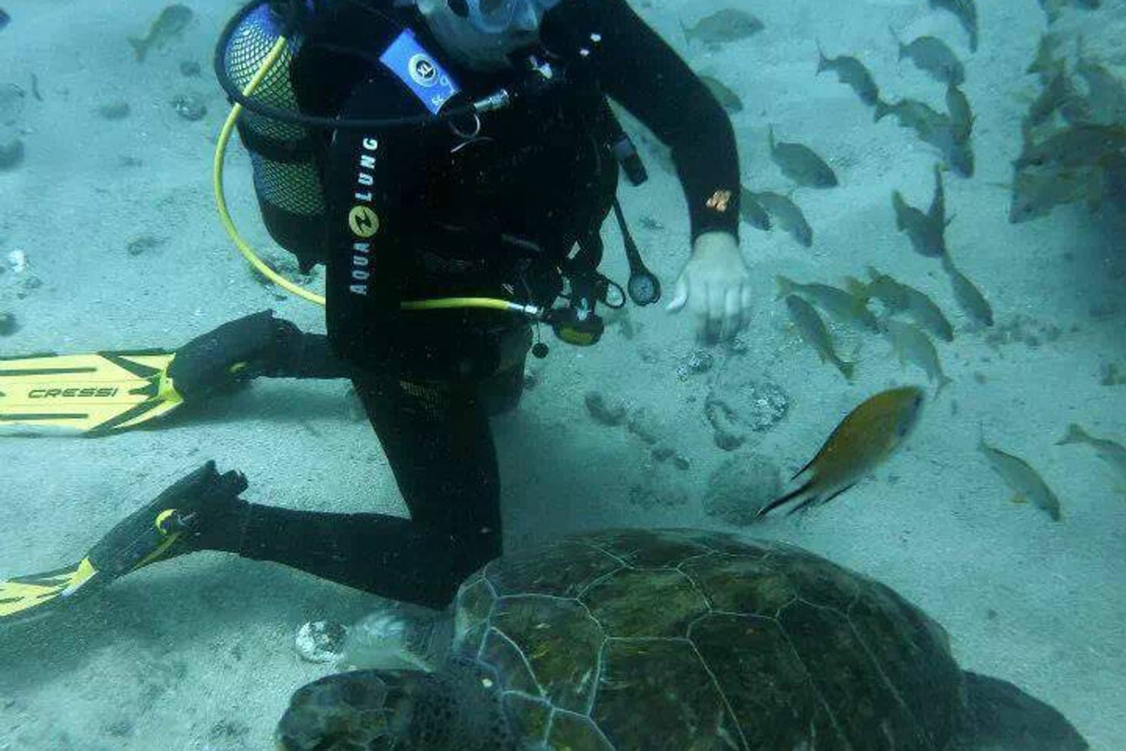 Buceo y snorkel