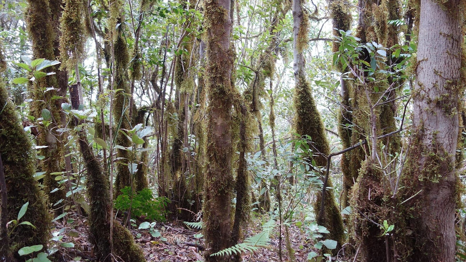 El Pijaral (Bosque Encantado)