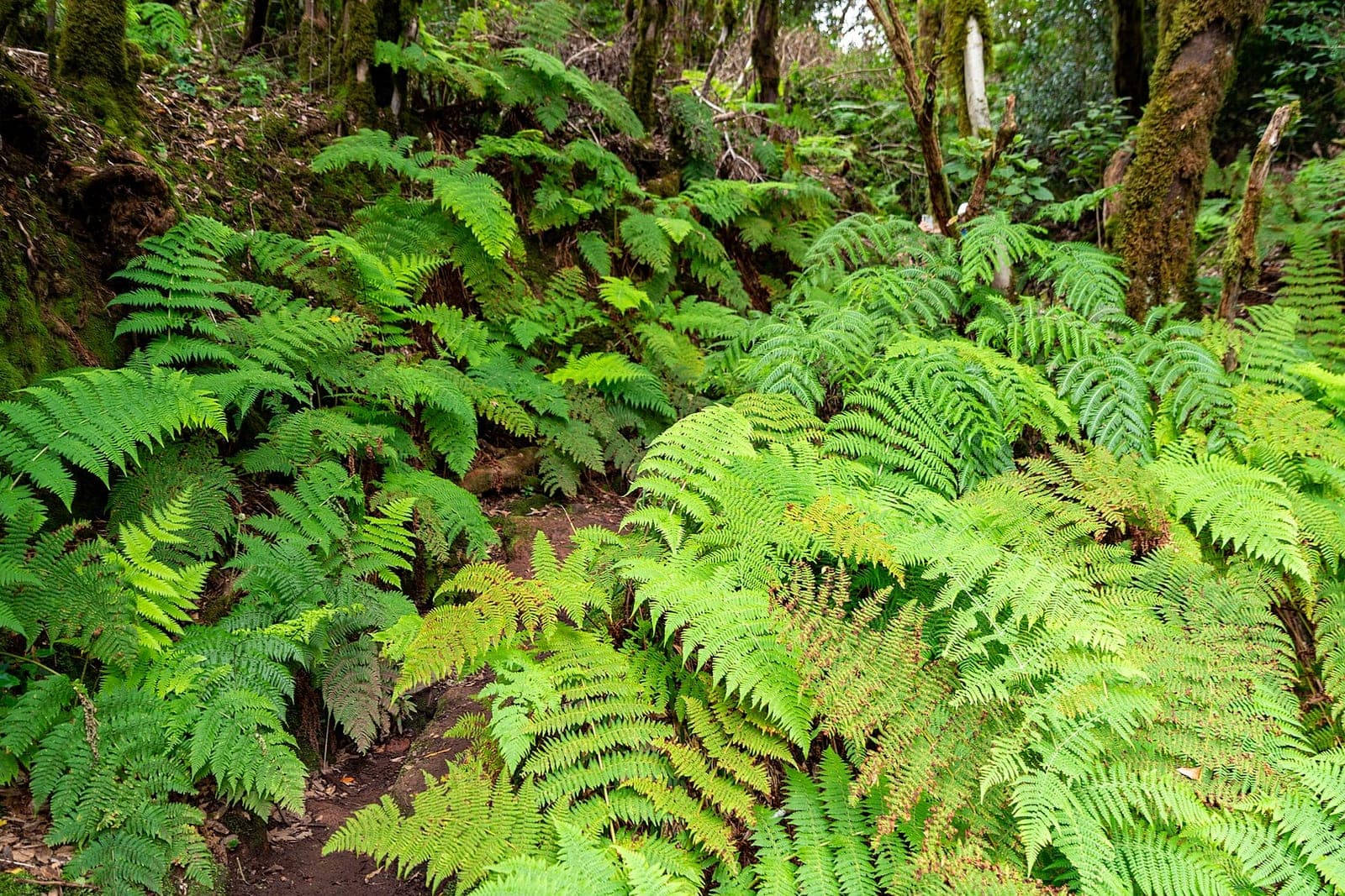 Geführte Tour durch den Anaga-Naturpark