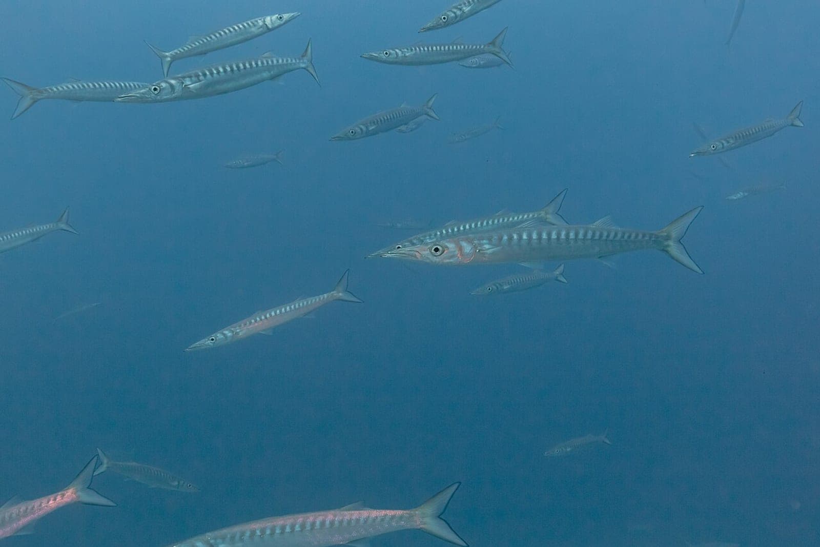 Buceo en Los Gigantes