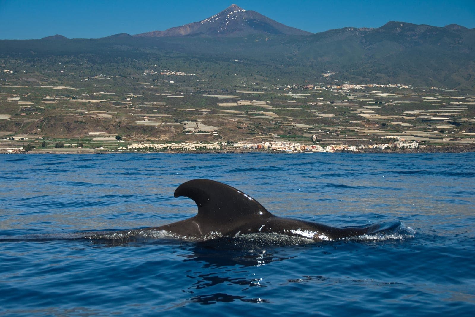 Eco Whale Watching Premium