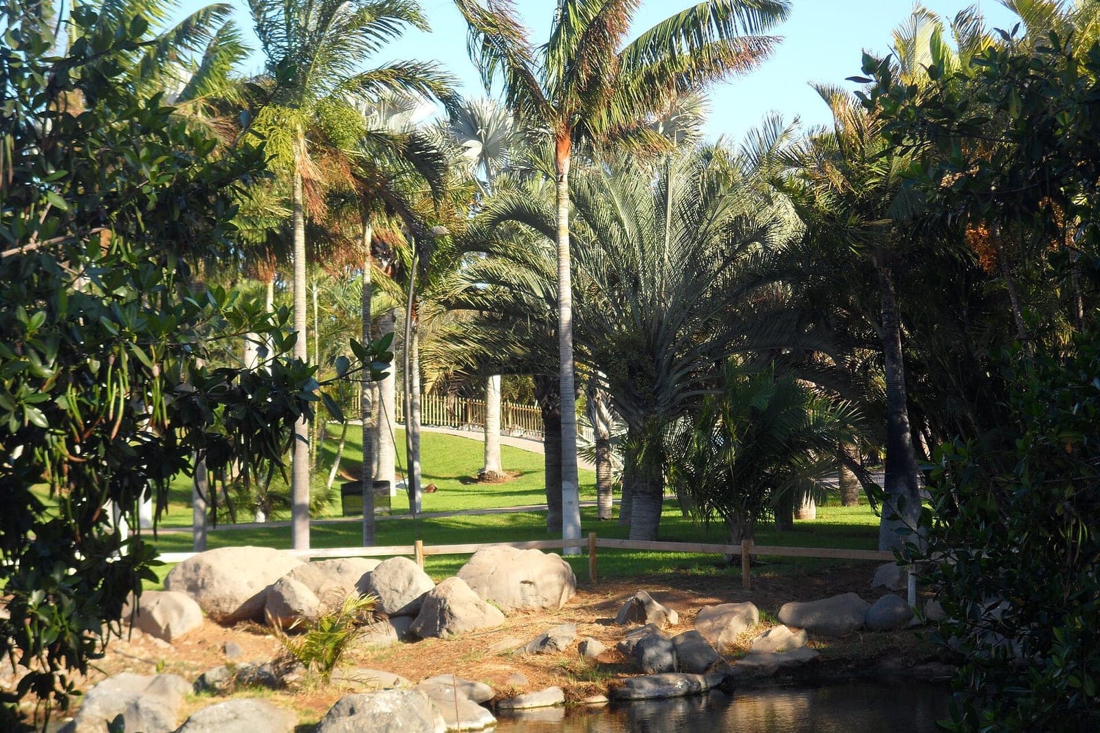 Palmetum, Santa Cruz