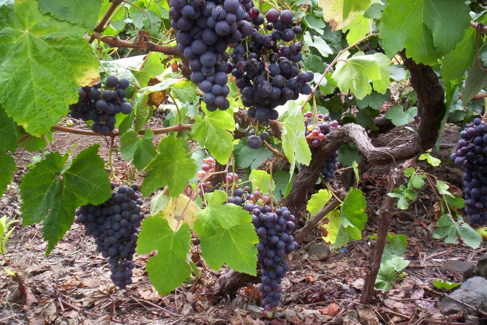 Viñedos de la D.O. Tacoronte-Acentejo