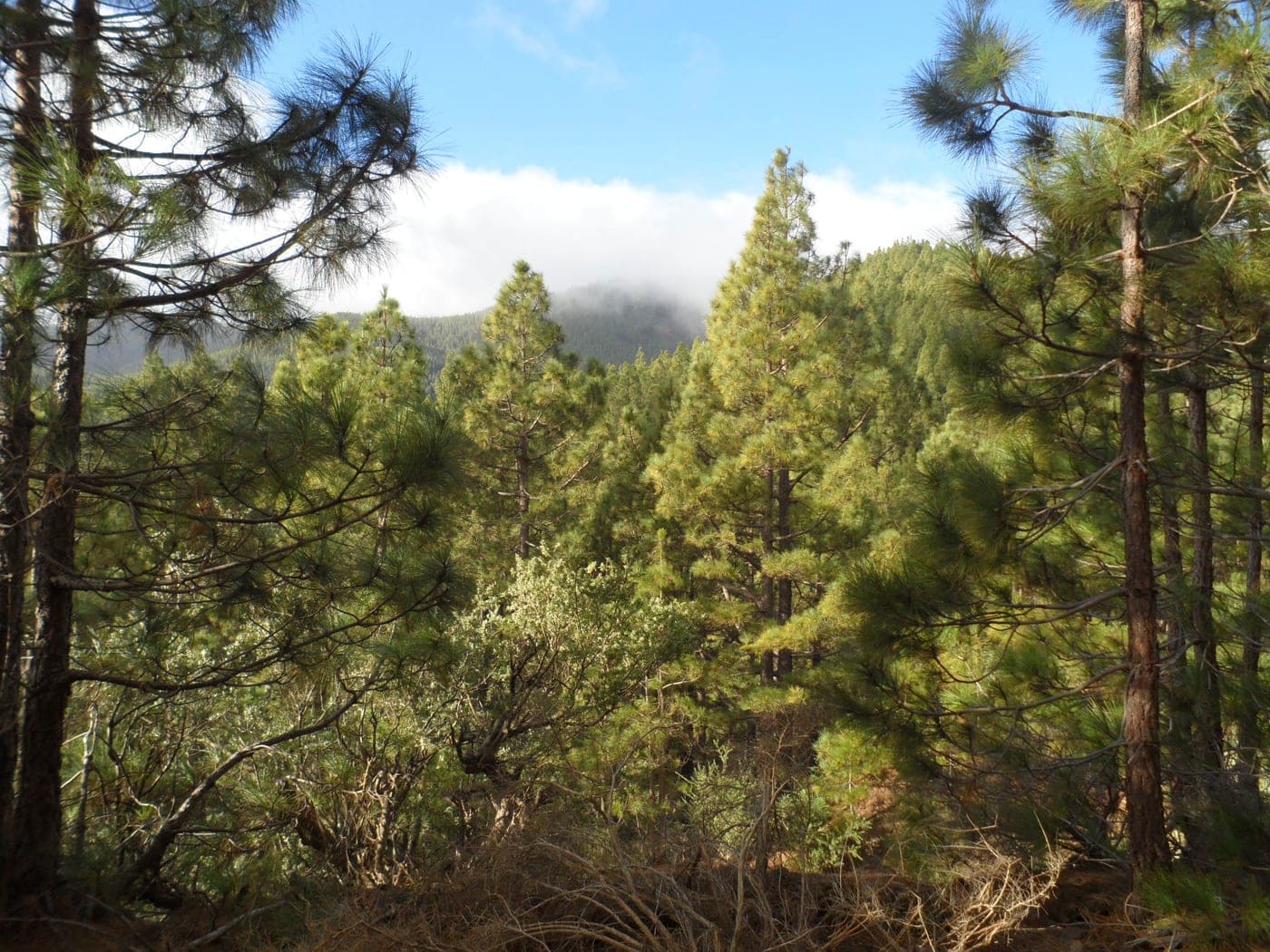 Corona Forestal y senderos hacia la cumbre