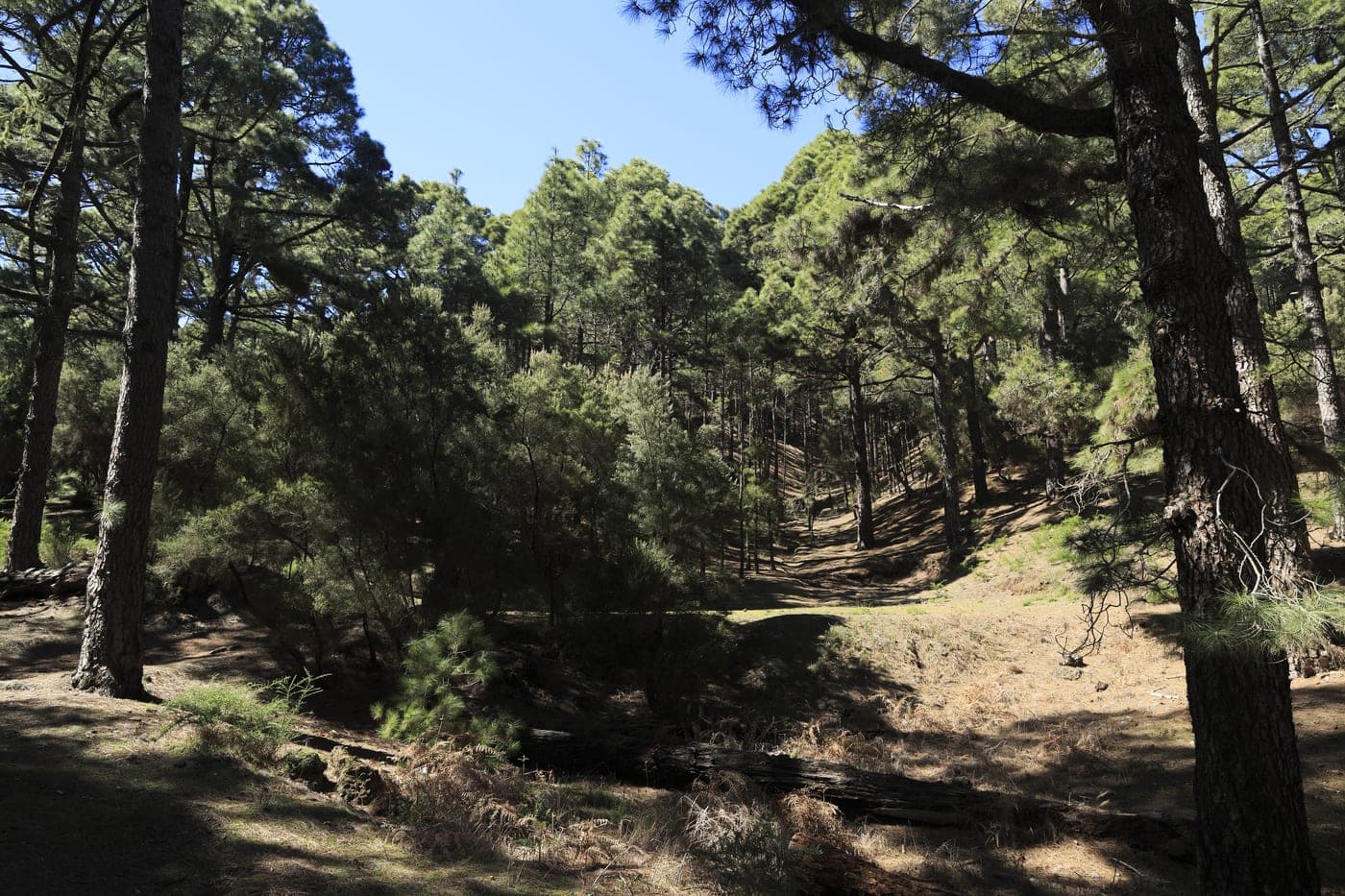 Bosque de La Esperanza / Las Raíces