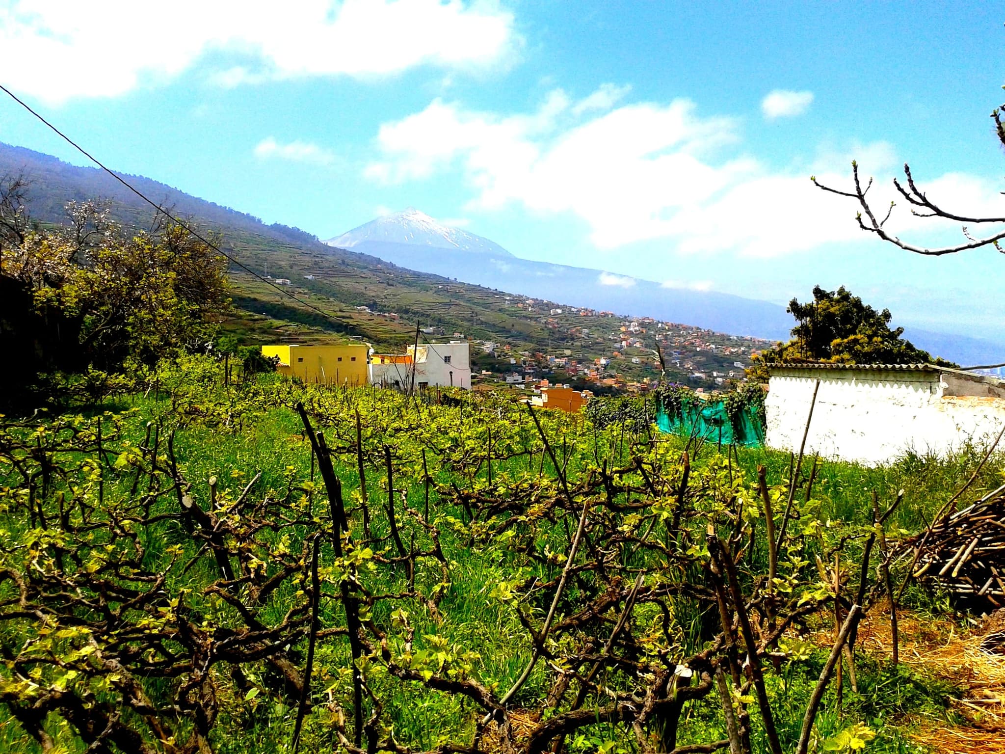 Viñedos de la D.O. Tacoronte-Acentejo