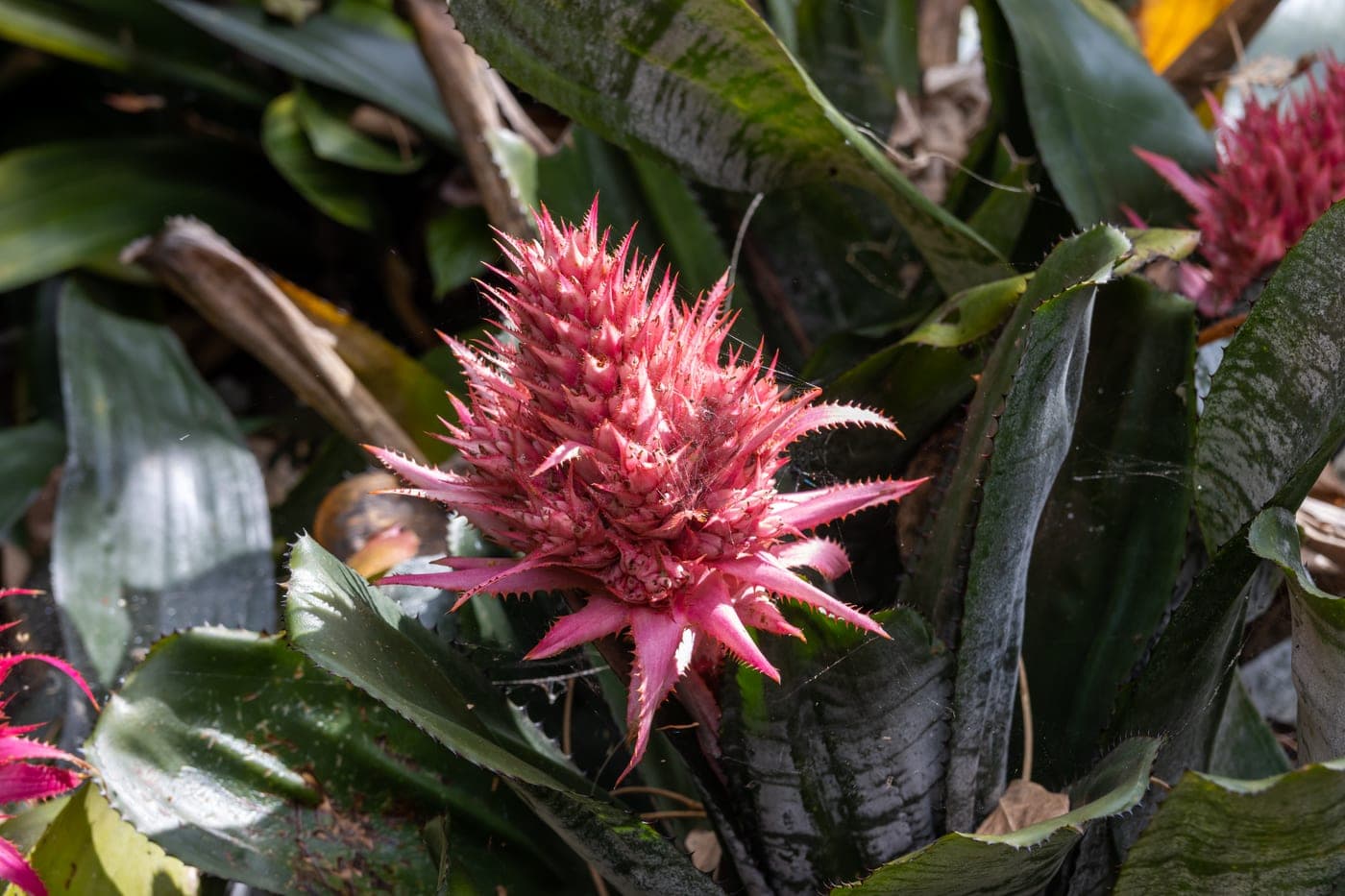 Jardín Botánico (Jardín de Aclimatación de La Orotava)