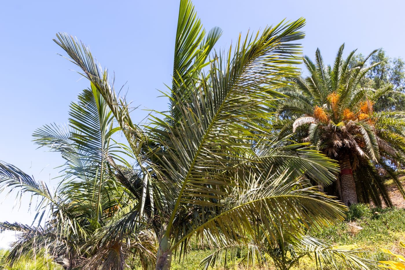Palmetum